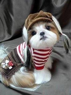 apache使用gzip压缩 网站加速